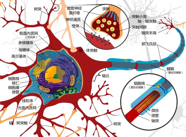 圖、神經細胞的結構
